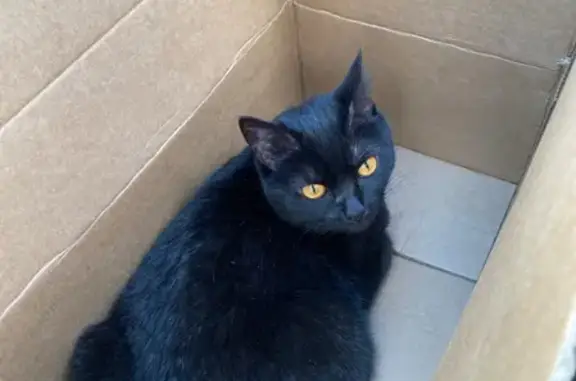 Срочно! Найдена домашняя кошка на ул. Рылеева 75 в Тамбове.