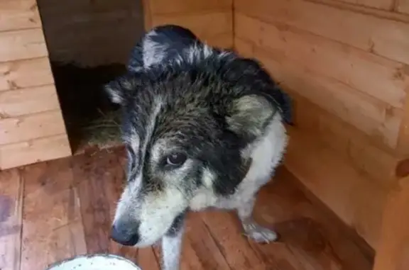 Пропала собака в Манушкино, МО