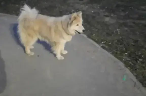 Найдена собака на улице Степана Разина, 50, Казань