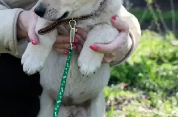 Найдена собака в Батайске, ищет дом 🐕