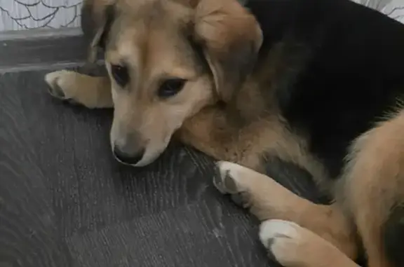 Найдена собака на Горной улице, Качканар