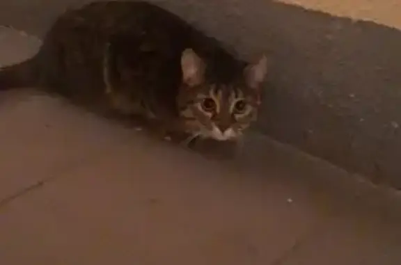 Пропала кошка на Волочаевской улице, Стерлитамак - помогите найти!