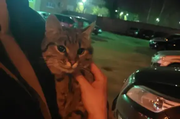 Найден домашний кот на улице Кривозерье, 21, Пенза