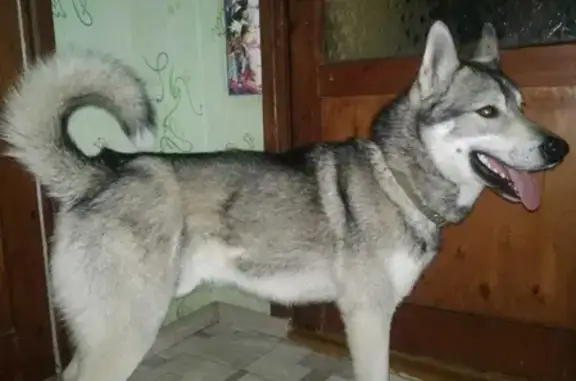 Пропала собака на улице Матросова, Туймазы