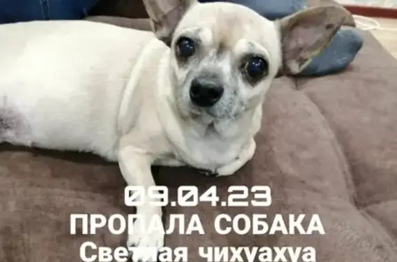 Пропала собака Чихуахуа Ева в Карелии