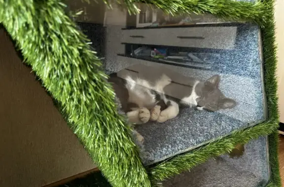 Пропал котик Котик, серый с белой грудкой, Первомайское сельское поселение, Ленобласть