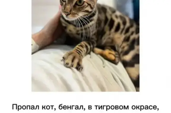 Пропала кошка Кот, 8 мес, бенгал, мальчик, Отрадное, Воронежская обл.