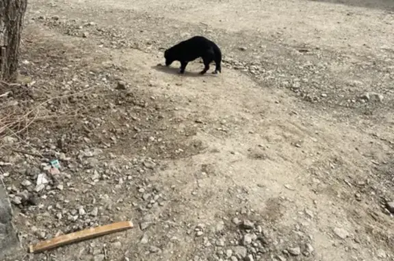 Найден голодный пёс на ул. Черняховского, 9, Хабаровск