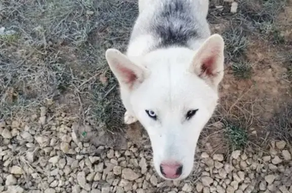 Собака хаски найдена на Мирном переулке в Лукино
