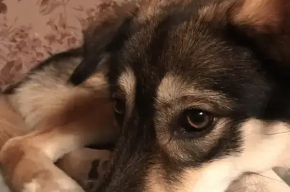 Пропала молодая собака в Заостровском поселении, Архангельская область