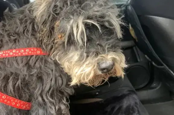 Собака найдена на Набережной, 37