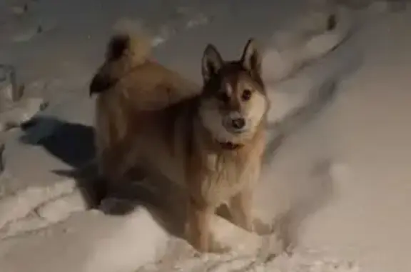 Пропала собака на Масельгской, Карелия