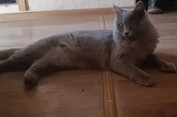 Найдена кошка на улице Петлякова, 21