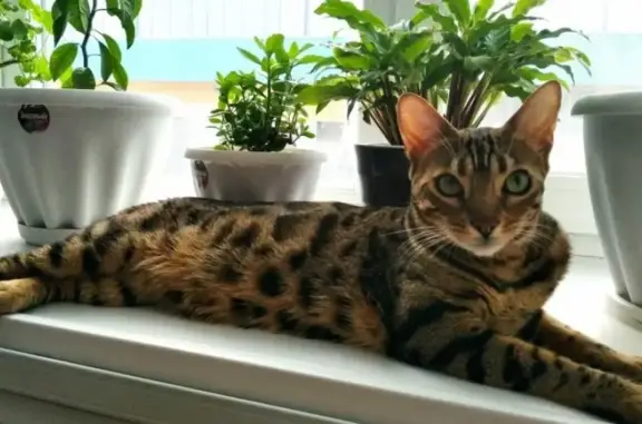 Кошки потеряшки, Новосибирск, фото: Потеряшка кошка, найдена на улице Красина, 72А.