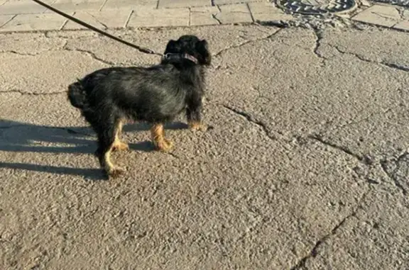 Найдена собака на ул. Автомобильная, 4В, Пушкин
