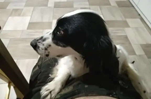 Собака найдена на Тбилисской, Большая Глушица