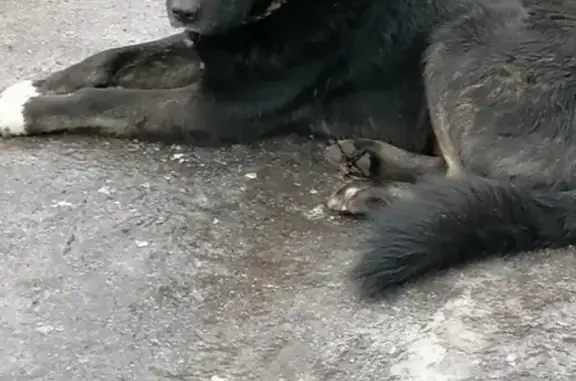 Пропала собака Цыган в Орловской области, нужна помощь!