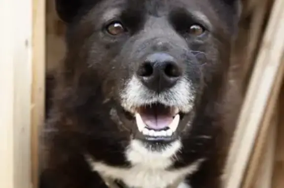Пропала собака Мартын в Московской области