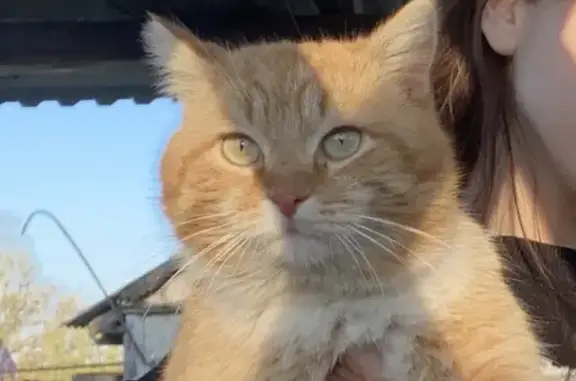Пропала кошка Рыжик в Тульской области