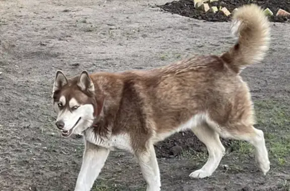 Найдена собака Хаски на улице Менделеева, 138, Уфа