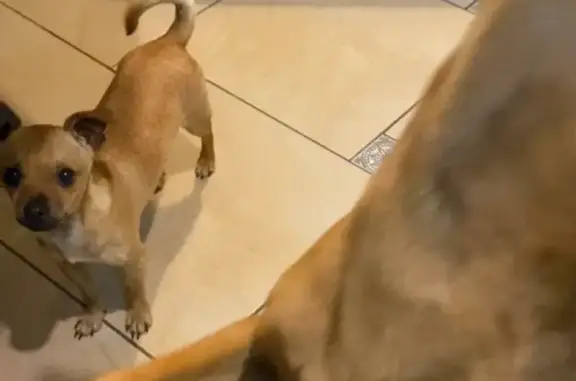 Собаки потеряшки, Краснодар, фото: Потеряшка собака Боризон, Краснодар, ул. Конечная 268/1