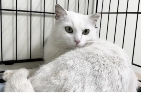 Кошки потеряшки, Санкт-Петербург, фото: Потеряшка кошка на Приморском шоссе, вознаграждение гарантировано!