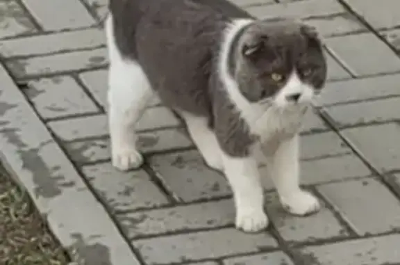 Пропал кот Кузя на Красной площади, Валуйки
