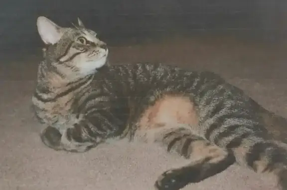 Пропала кошка Вася, Курган, кастрированный 16