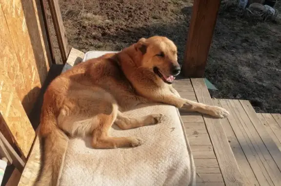 Найдена собака, Московская область, фото: Крупная дворняга на Можайском шоссе с бельмом.