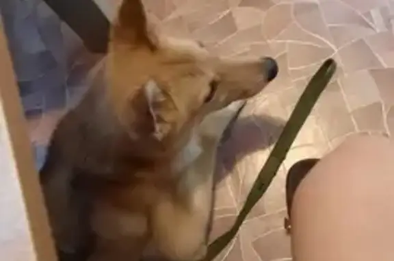 Объявления о пропавших и найденных животных, Санкт-Петербург, фото: Пропала собака на Придорожной аллее, СПб