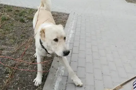 Найдена собака на улице Трофимова, похожа на алабая
