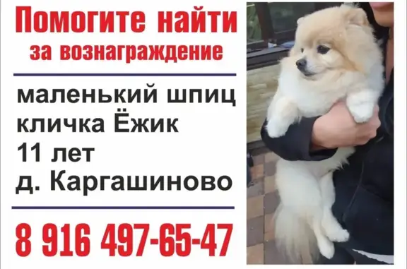 Пропала собака в Московской области на улице 30