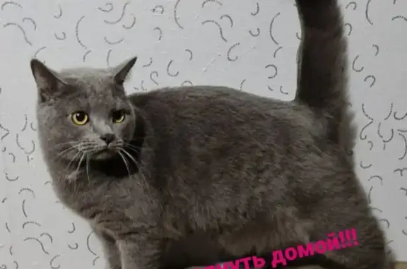 Пропал кот Томас в Горно-Алтайске