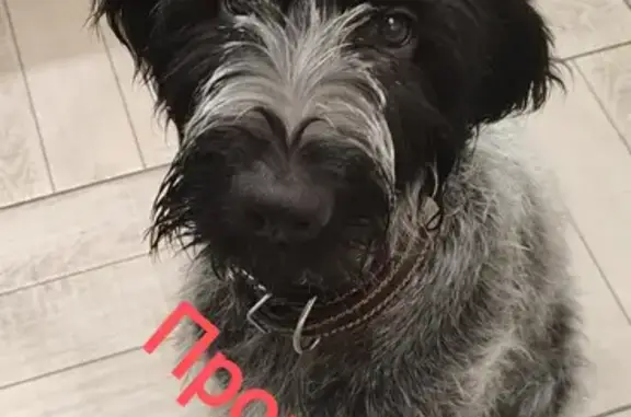 Собаки потеряшки, Нижний Новгород, фото: Потеряшка собака на Магистральной улице, Нижний Новгород