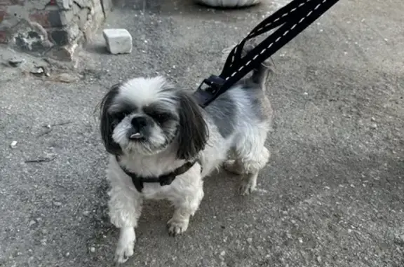 Собака найдена на улице Дзержинского, 1Б в Перми