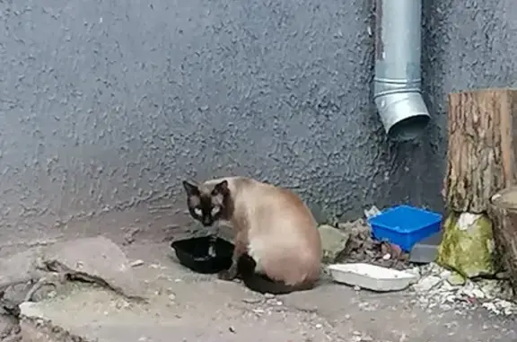 Найден Сиамский котик в Наро-Фоминске