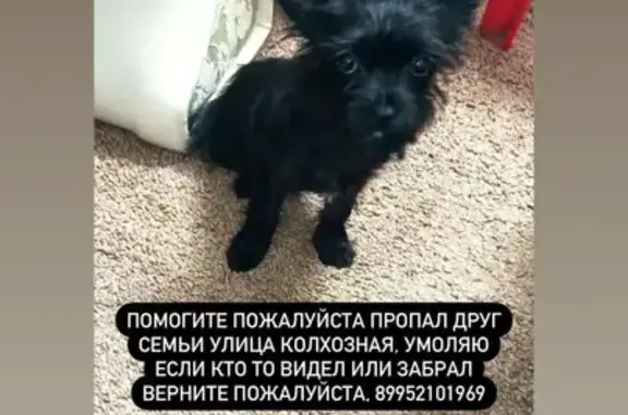 Собаки потеряшки, Краснодар, фото: Потеряшка собака на ул. Колхозной, 1-й Колхозный проезд, 37, Краснодар