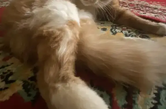 Кошки потеряшки, Ярославль, фото: Потеряшка кошка Бони на ул. Гоголя, 11 в Ярославле