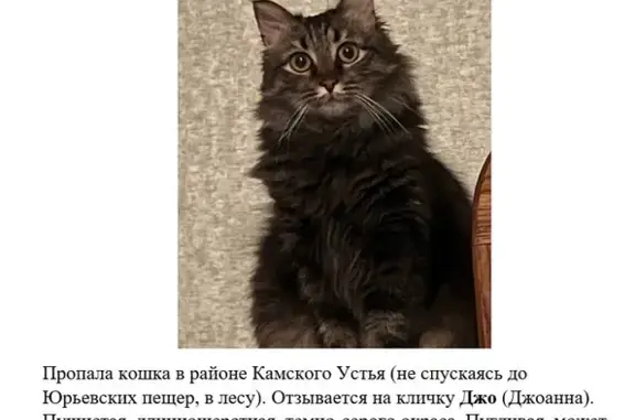 Пропала кошка в Камском Устье, Татарстан