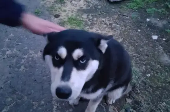 Найдена собака на Мичуринской, ищем хозяев
