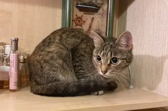 Найдена домашняя кошка на ул. Корнейчука, 32