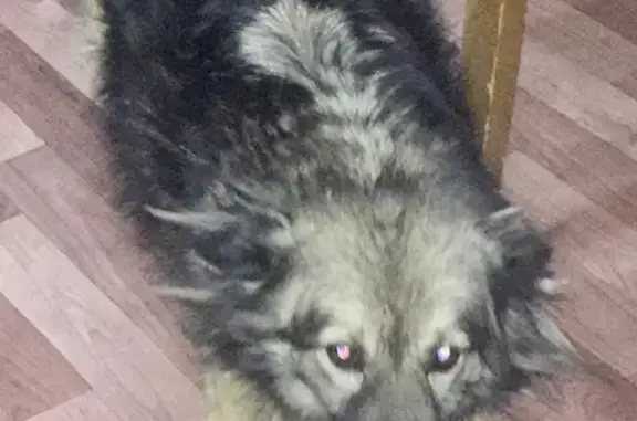 Пропала собака Кнопа на Сотниковском переулке