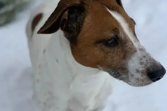 Пропала собака Мальчик в Московской области