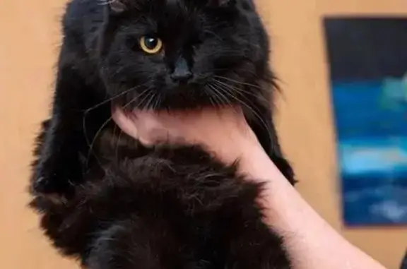 Пропала черная кошка без левого глаза на пр. Ленина, 17