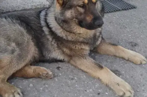 Найдена добродушная собака на улице Тэцевская в Казани
