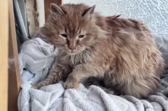 Рыжий котик найден на улице Школьников