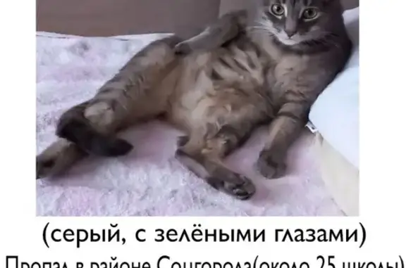 Пропала кошка Соломон на пр-те Димитрова, 23А