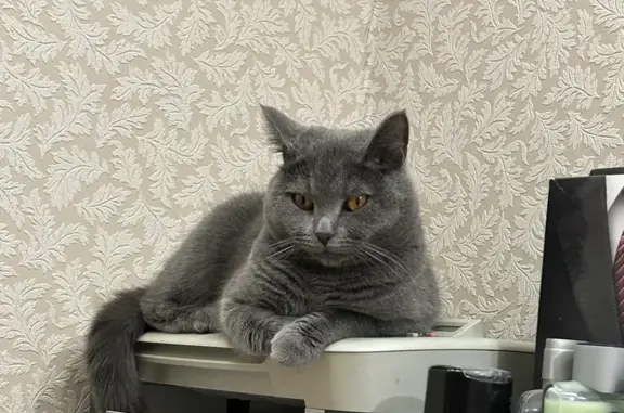 Кошки потеряшки, Таремское, фото: Потеряшка кошка Сима на Совхозной, 50