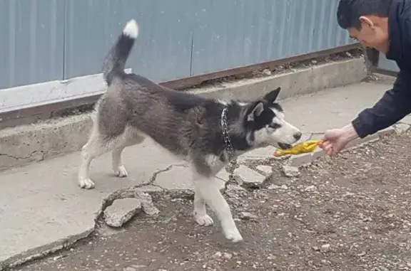 Пропала собака Добби на Садовой ул., 30 в Ессентуках