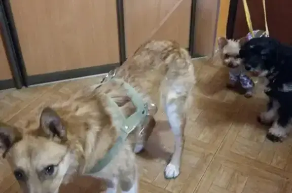 Пропала рыжая собака на улице Чкалова, 231, Екатеринбург